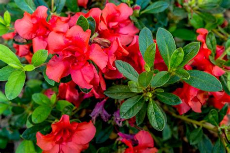 can azalea grow in the philippines|Azalea Care 101: How to Plant and Grow Beautiful .